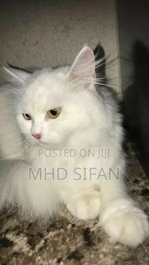 3 Beautiful Persian Cats 2 White With 1 Ginger