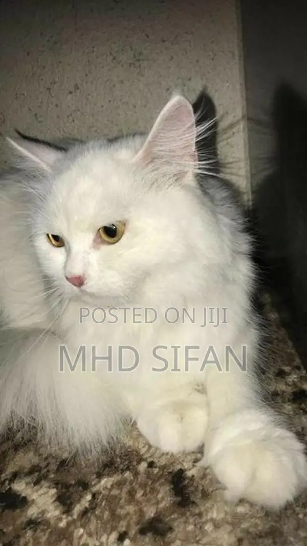 3 Beautiful Persian Cats 2 White With 1 Ginger