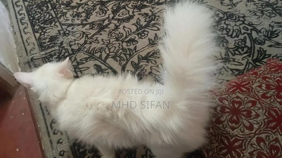 3 Beautiful Persian Cats 2 White With 1 Ginger