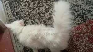 3 Beautiful Persian Cats 2 White With 1 Ginger