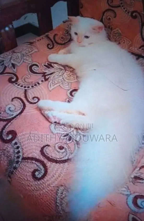 Persian Cat
