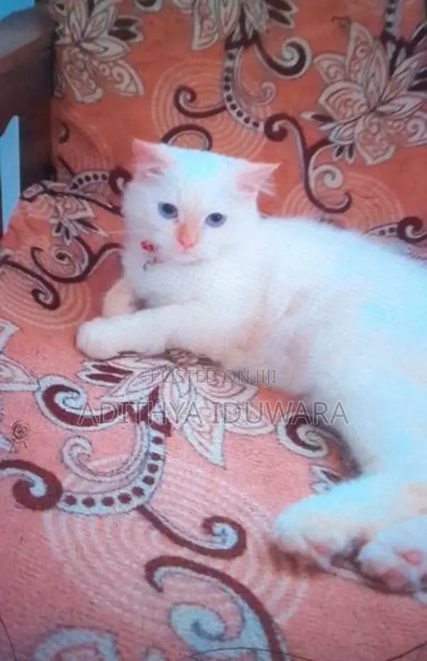 Persian Cat