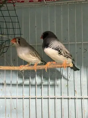 Finches