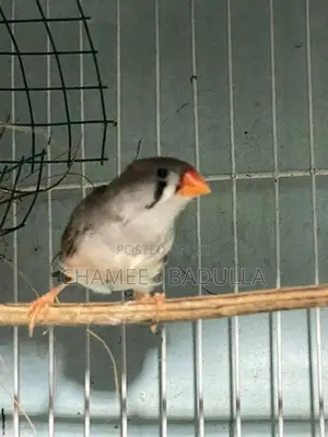 Finches