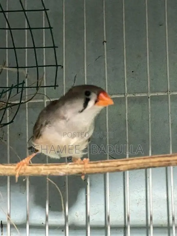 Finches