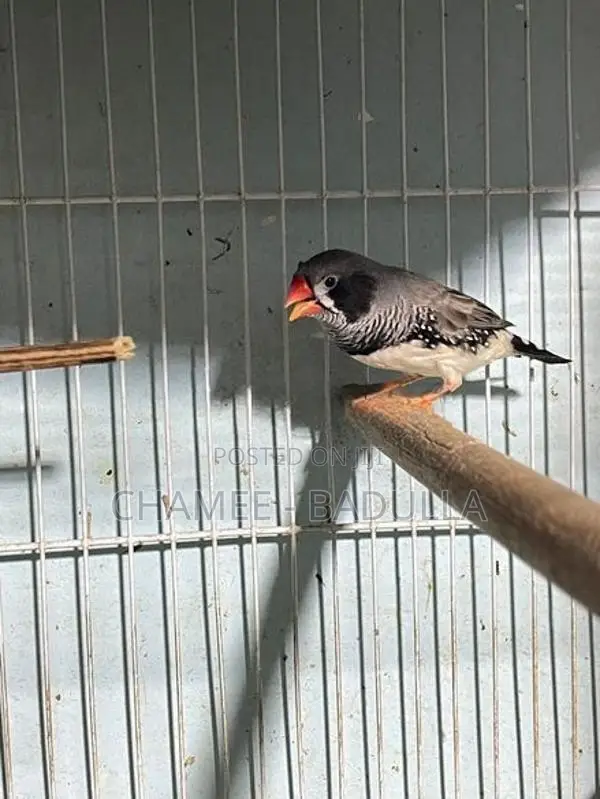 Finches