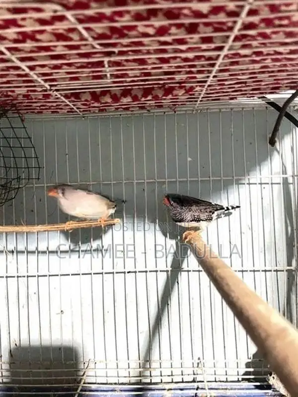 Finches