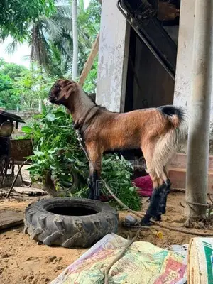 Kidaai Aaadu