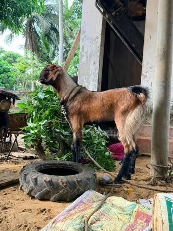 Kidaai Aaadu