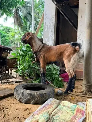 Kidaai Aaadu