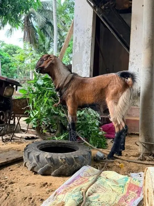 Kidaai Aaadu