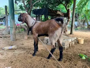 Kidaai Aaadu