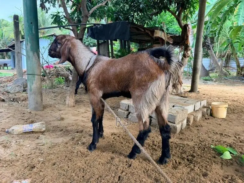 Kidaai Aaadu