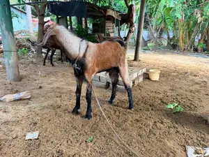 Kidaai Aaadu