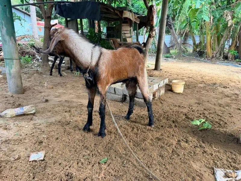 Kidaai Aaadu