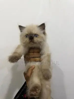 Pure Himalayan