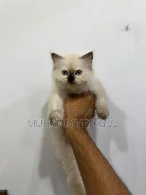 Pure Himalayan