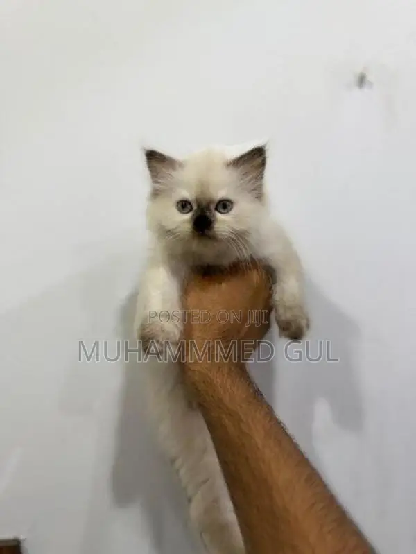 Pure Himalayan