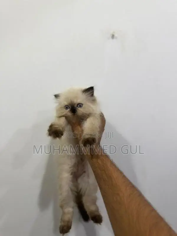 Pure Himalayan