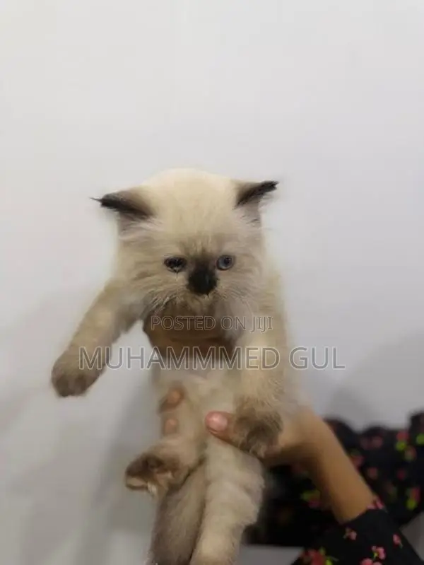 Pure Himalayan