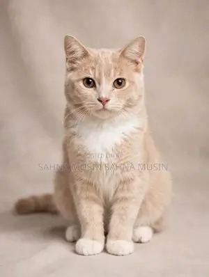 British Shorthair Cat