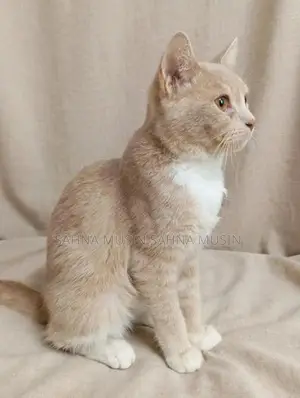 British Shorthair Cat