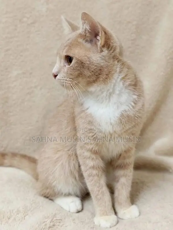 British Shorthair Cat