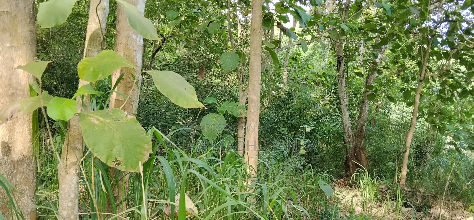 Seaview Land for Sale Unakuruwa , Tangalle