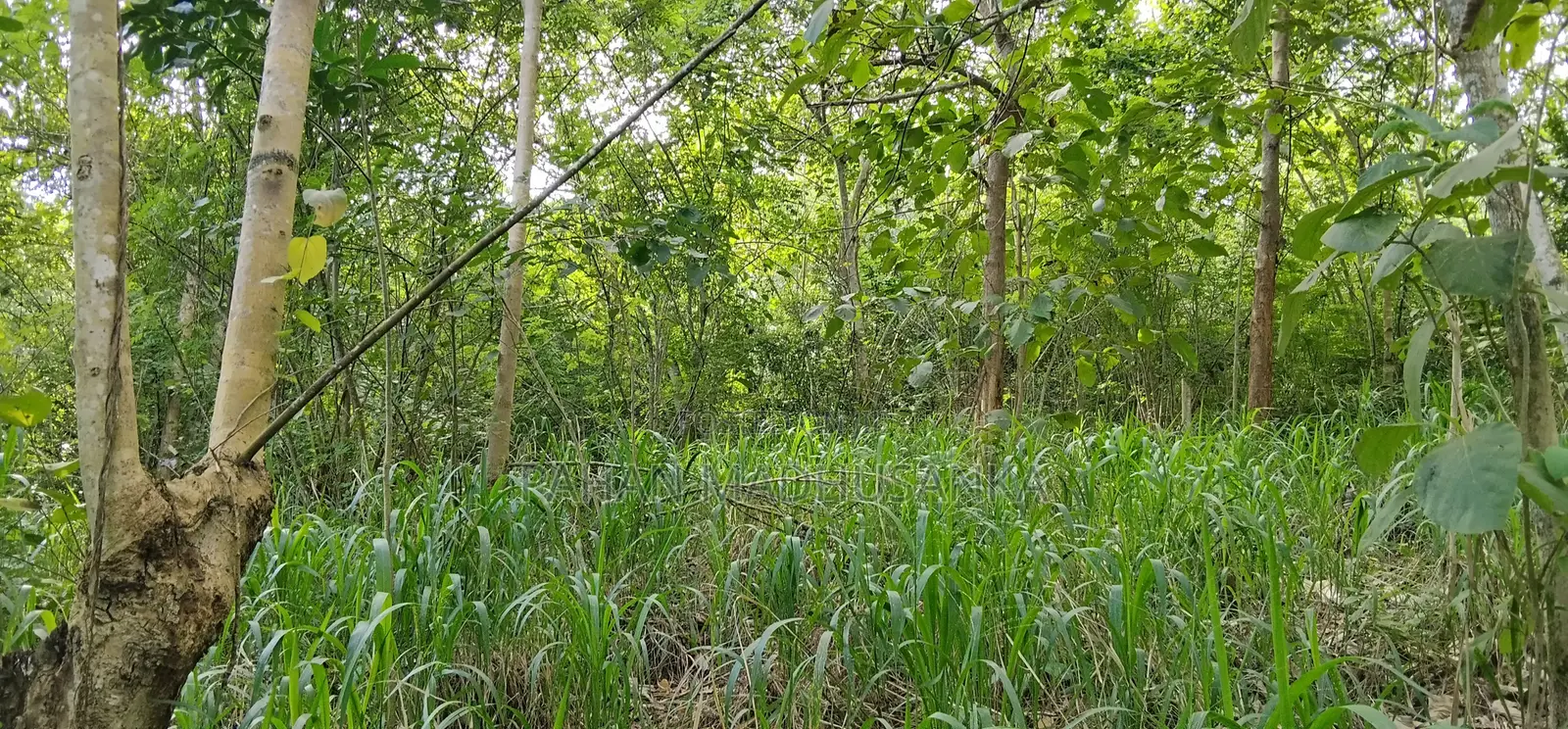 Seaview Land for Sale Unakuruwa , Tangalle