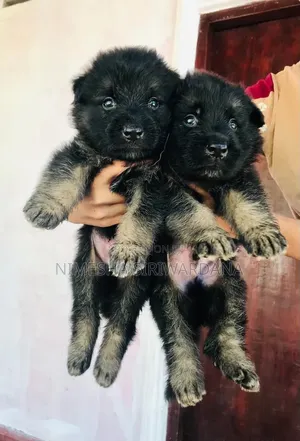 0-1 month Male Purebred German Shepherd