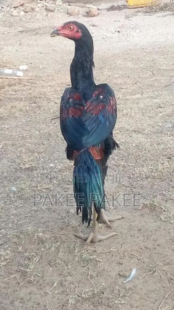 Pigeons