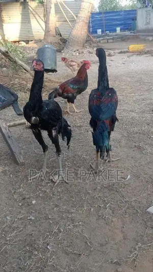 Pigeons