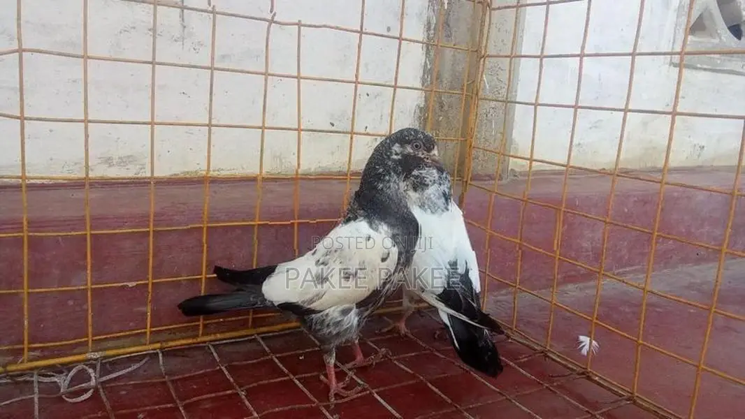 Pigeons
