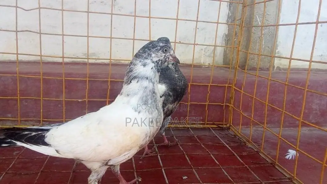 Pigeons