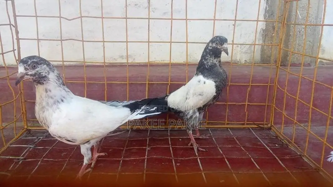 Pigeons