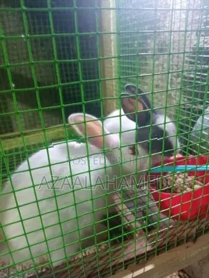 Rabbit Bunnies With Cage