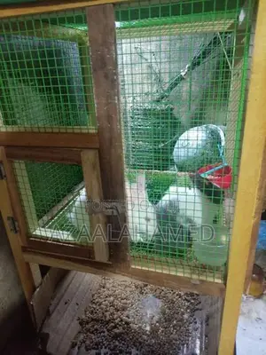 Rabbit Bunnies With Cage