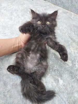 Persian Mix