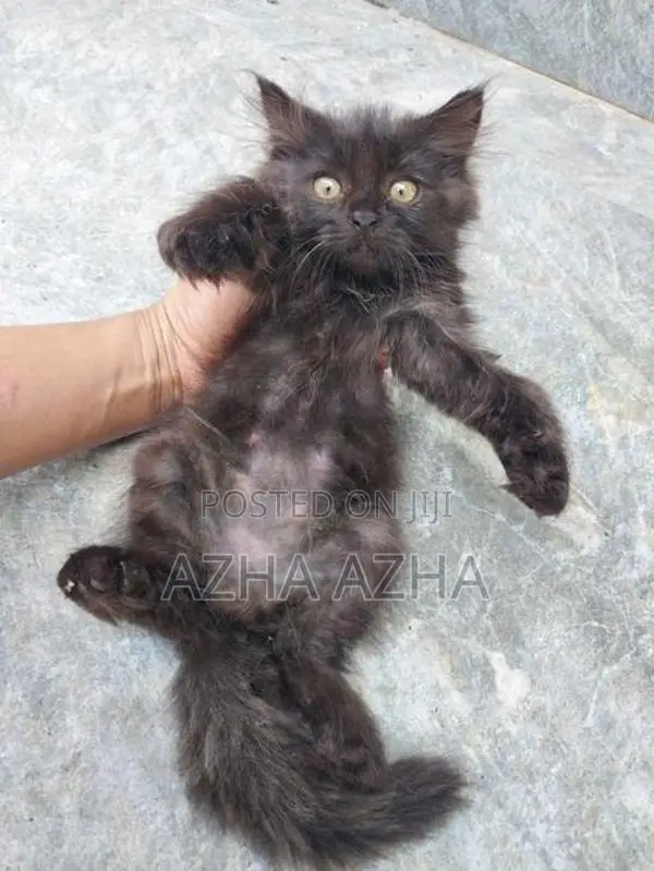 Persian Mix