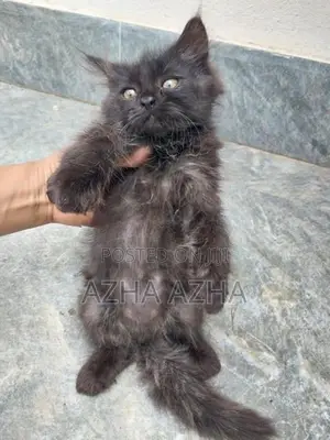 Persian Mix