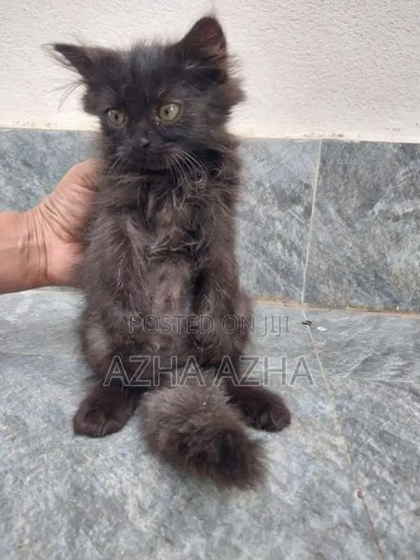 Persian Mix