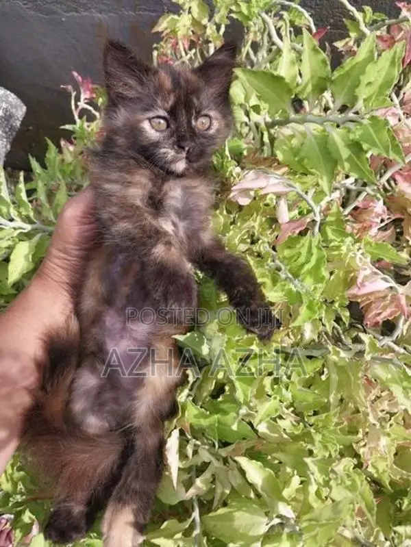 Persian Mix