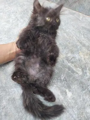 Persian Mix