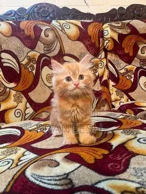 Ginger Cat Female Kitten