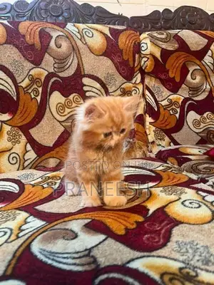 Ginger Cat Female Kitten