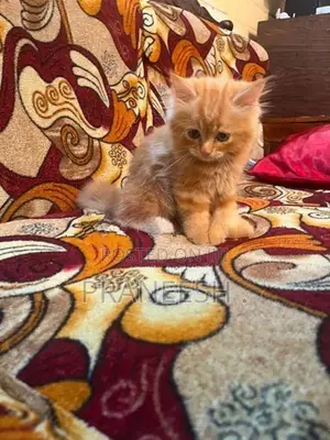 Ginger Cat Female Kitten