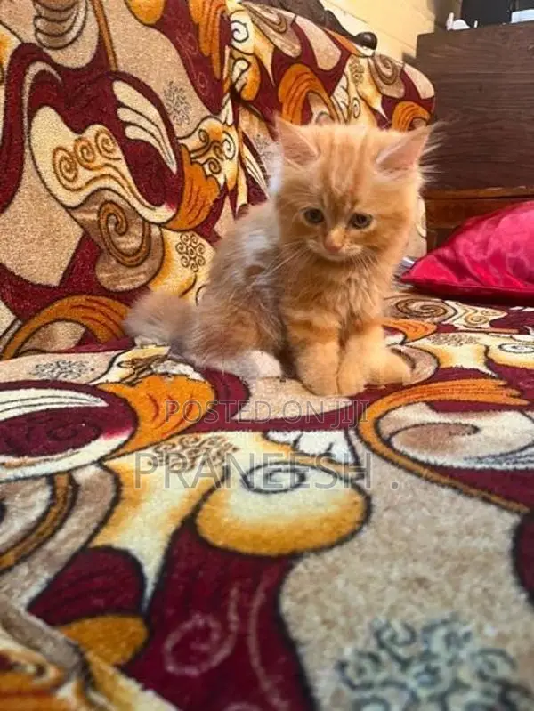 Ginger Cat Female Kitten