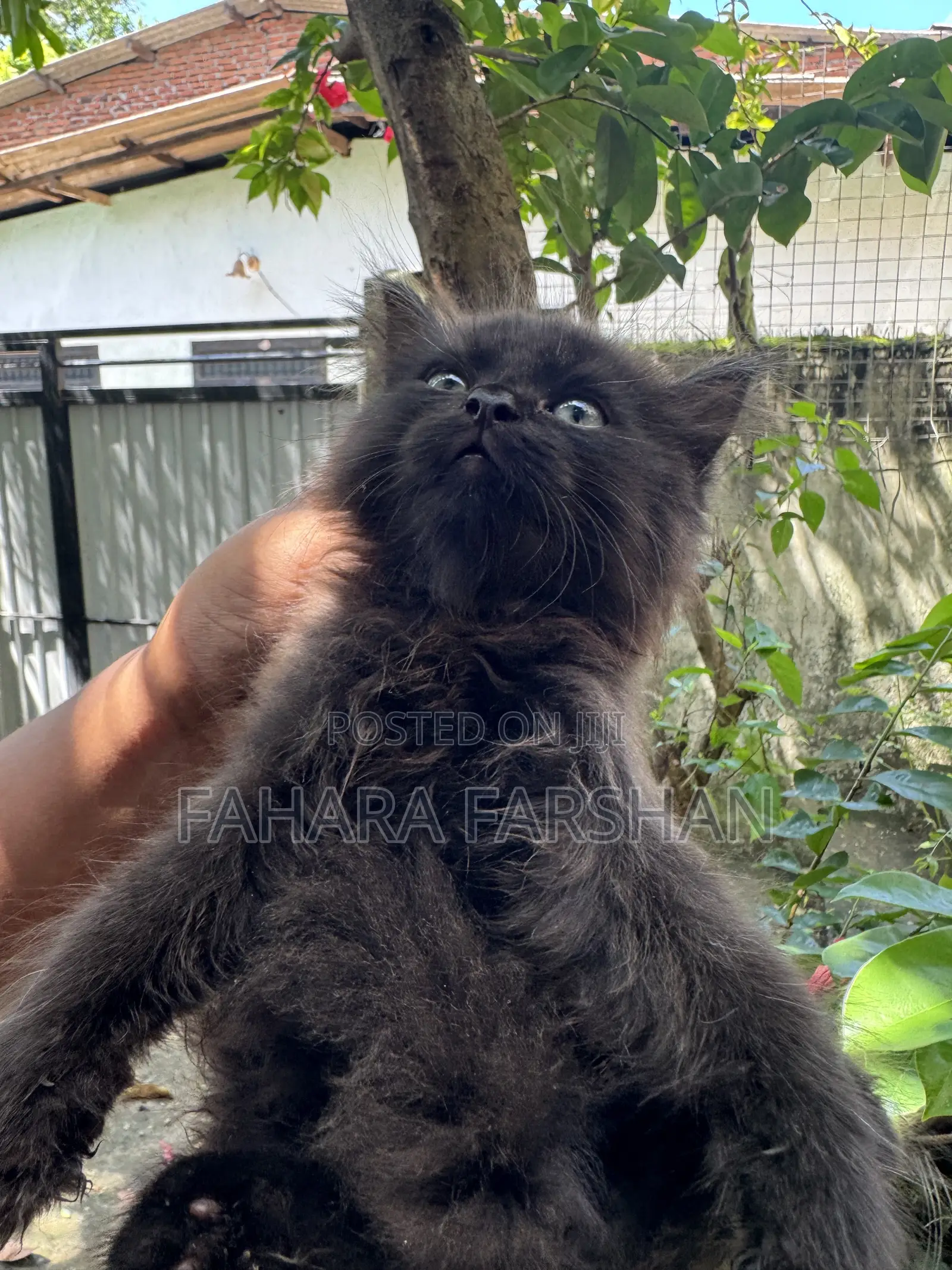 1-3 months Female Purebred Persian
