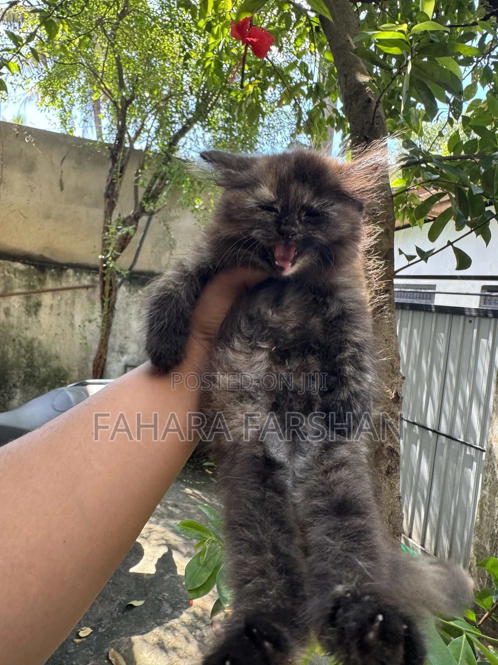 1-3 months Female Purebred Persian