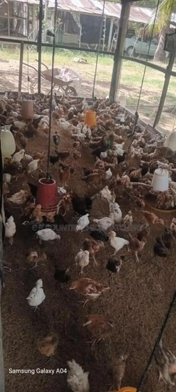 ගම් කුකූල් පැටවු